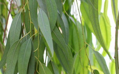 Eukalyptus | Der COVID-Duft für ganzheitliche Gesundheit