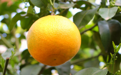Grapefruit | frisch, fröhlich & frei von Cellulite