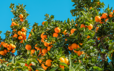 Mehr Sonnenstunden im November mit dem Orangenbaum