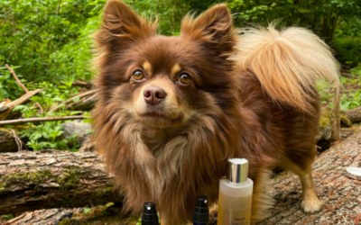 4 Aroma-Tipps für das Wohlbefinden Ihres Hundes