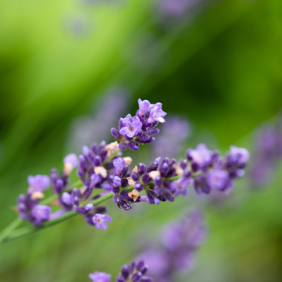 Ingrid Karner – aromainfo.at